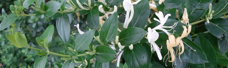 Lonicera japonica (C) Brigitte Marazzi Lonicera_japonica_2021_C_Brigitte_Marazzi