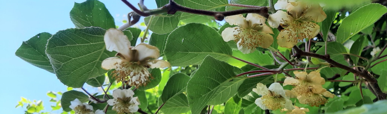 Actinidia chinensis (C) Brigitte Marazzi Actinidia chinensis (C) Brigitte Marazzi