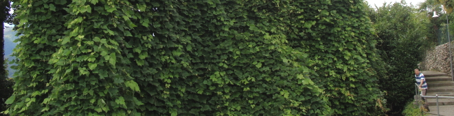 Pueraria lobata (C) Brigitte Marazzi Pueraria lobata (C) Brigitte Marazzi