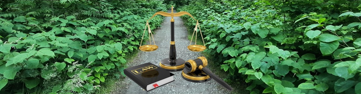 Reynoutria japonica aggr. (C) Brigitte Marazzi Reynoutria_japonica_aggr_Brigitte_Marazzi