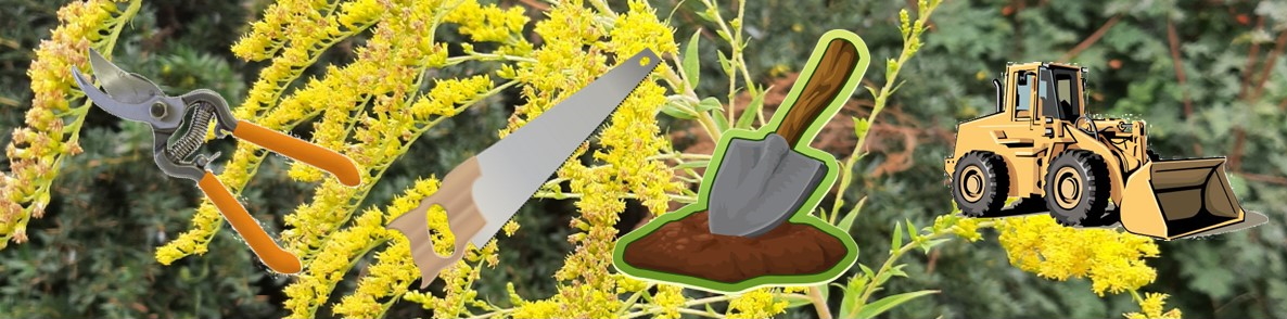 Solidago canadensis aggr. (C) Brigitte Marazzi Solidago_canadensis_aggr_(B)_Brigitte_Marazzi