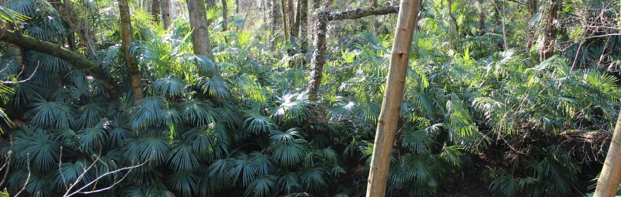 Trachycarpus fortunei (C) Brigitte Marazzi Trachycarpus_fortunei_2018_C_Brigitte_Marazzi