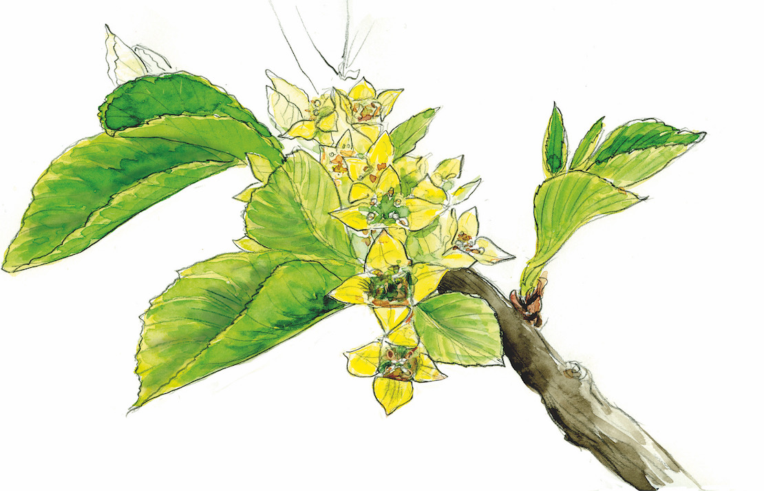 Rhamnus pumila (Zeichnung: Karin Widmer) Rhamnus pumila (Zeichnung: Karin Widmer)