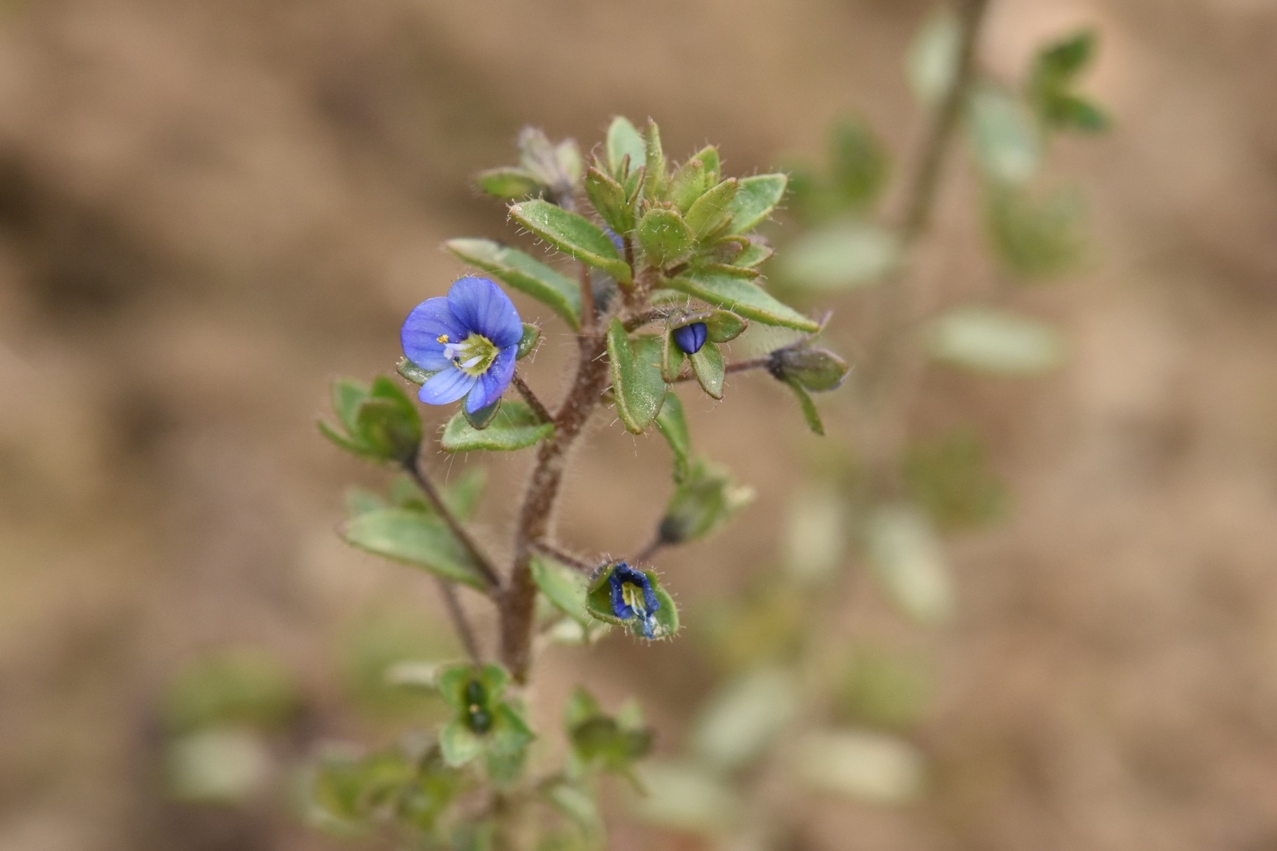 Veronica acinifolia