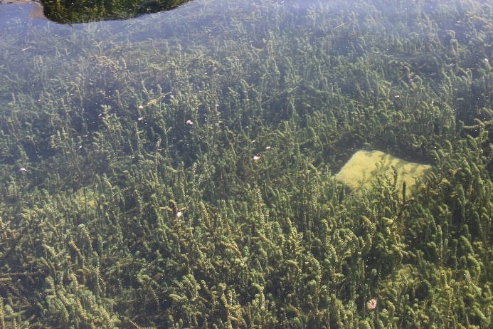 Lagarosiphon major  recouvrant totalement le fond du lac à La Tour-de-Peilz (Canton de Vaud)
