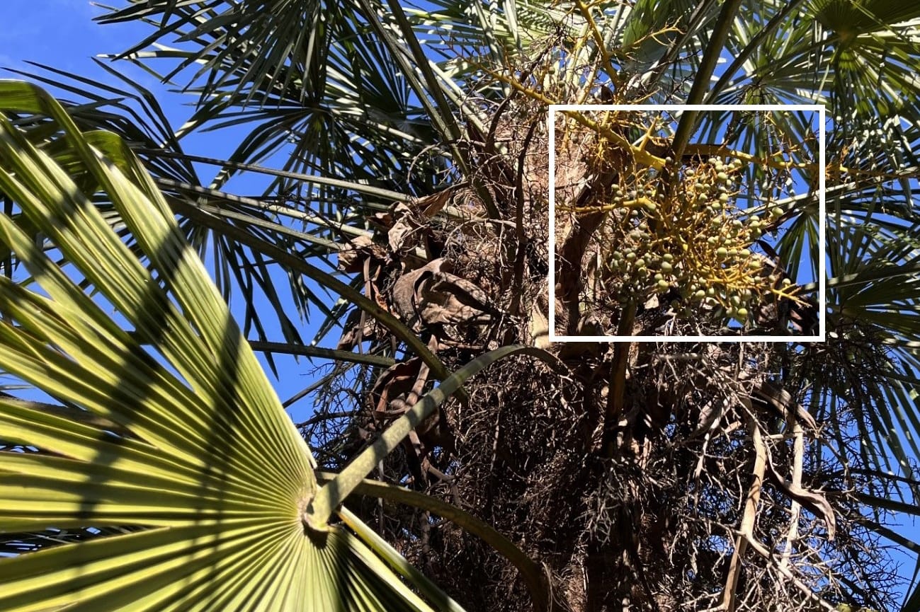 Exemple d’un palmier mâle (Trachycarpus fortunei) produisant des fruits dans une partie de ses inflorescences.