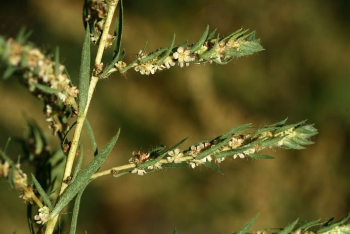 Bassia scoparia est utilisée comme plante ornementale et est arrivée en Suisse par cette voie. Sur notre territoire, elle est observée principalement en Valais, et occasionnellement sur le Plateau